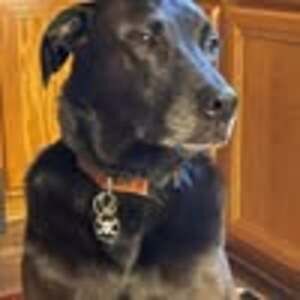 Meet your Posher, Dave